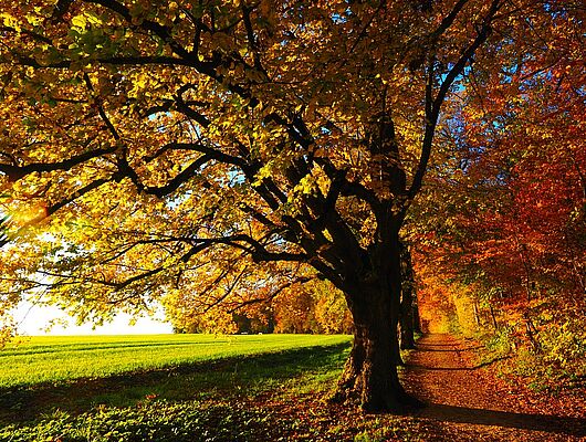 Bildungsurlaub - Buchingerfasten - Durch den goldenen Herbst