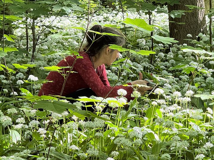 Frau sammelt Kräuter in einem Wald voller blühendem Bärlauch