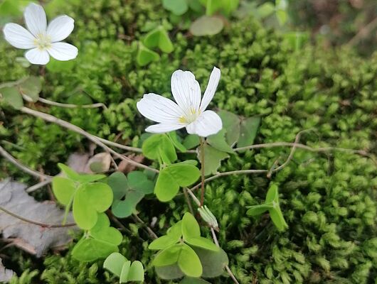 Frühlingserwachen - Bildungsurlaub in SA, B & NRW - Mit Präventionszuschuss! Frühlingserwachen - Bildungsurlaub in SA, B & NRW - Mit Präventionszuschuss!